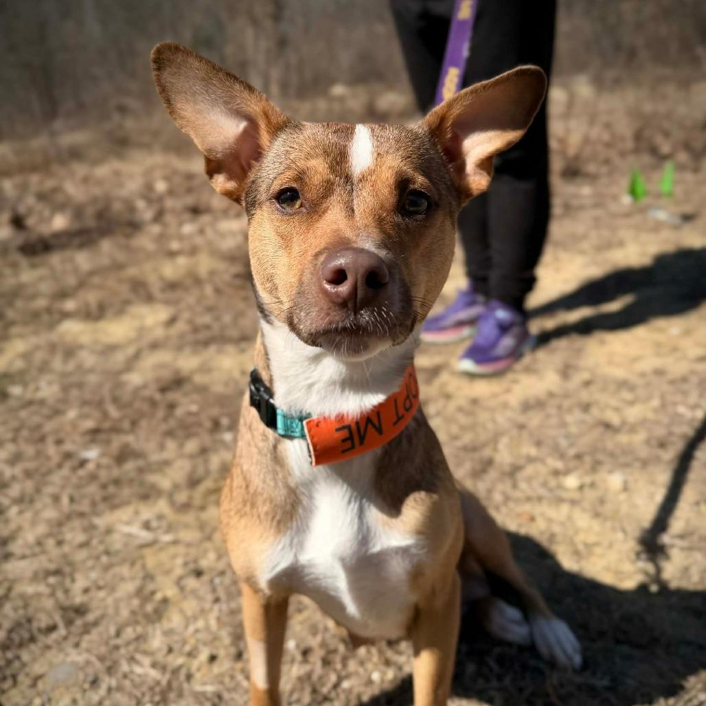 Enlarge CT Ruby in (Fostered in Pawcatuck), a Adoptable mixed breed in Eastford, CT image 3/5