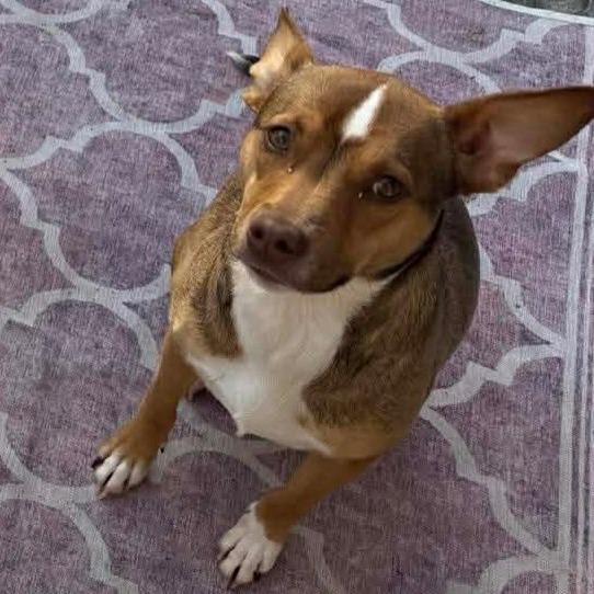 Enlarge CT Ruby in (Fostered in Pawcatuck), a Adoptable mixed breed in Eastford, CT image 4/5