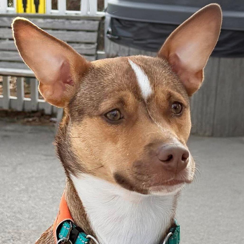 CT Ruby, a Adoptable mixed breed in Eastford, CT image 2/5