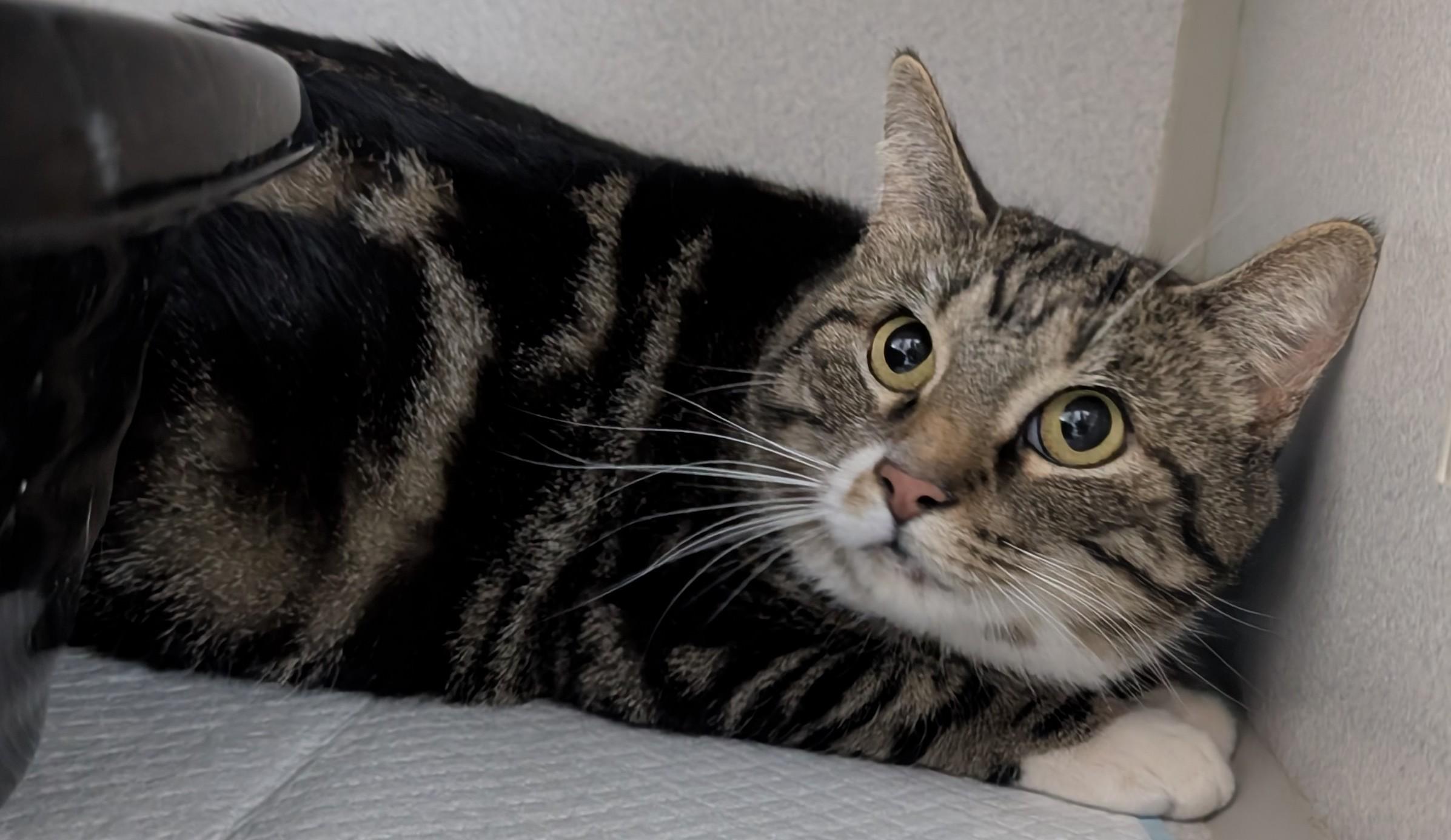 Dulcie, ADOPTABLE, Adult Female Domestic Short Hair.