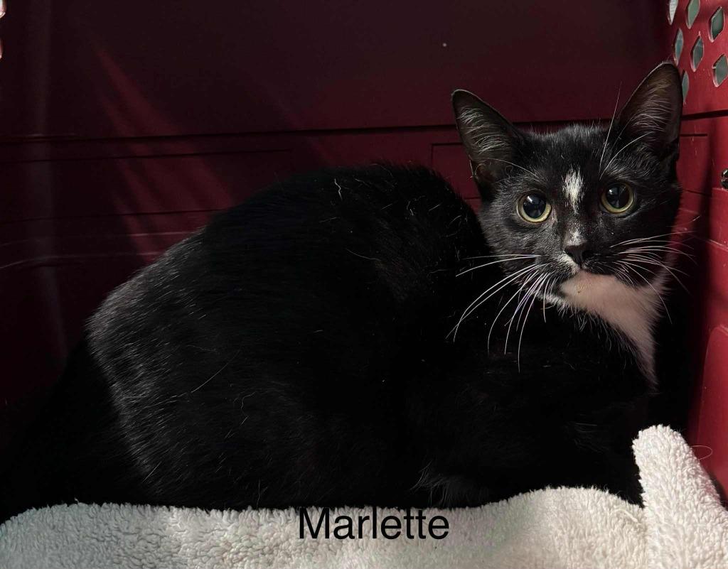 Marlette, Adoptable, Young Female Domestic Short Hair.