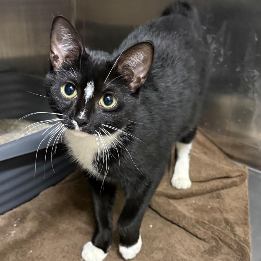 Marlette, a Adoptable mixed breed in Utica, MI image 2/2