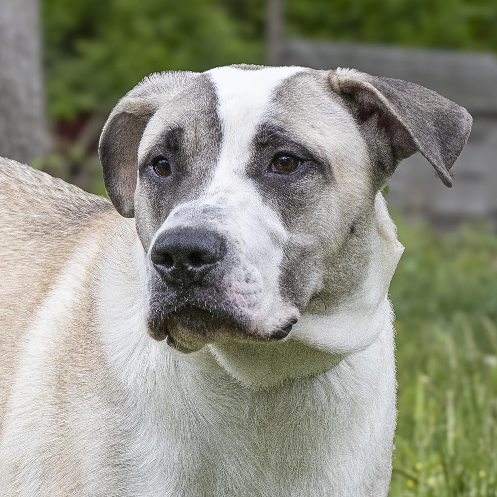 Theodore, ADOPTABLE, Young Male Bull Terrier.