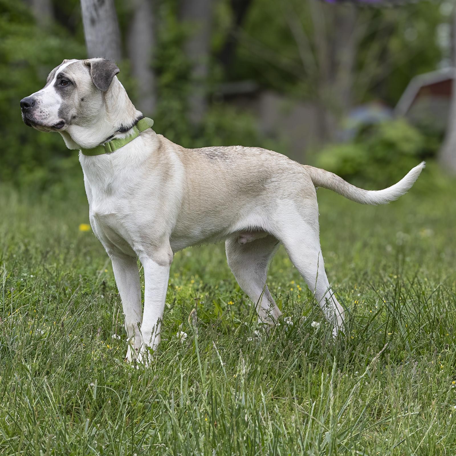 Enlarge Theodore, a ADOPTABLE mixed breed in Stroudsburg, PA image 2/2