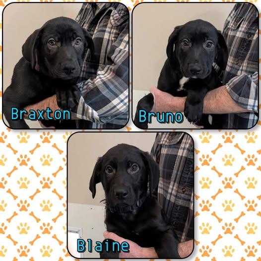 Enlarge "B" Litter - puppies , an adopted mixed breed in Traverse City, MI image 1/1