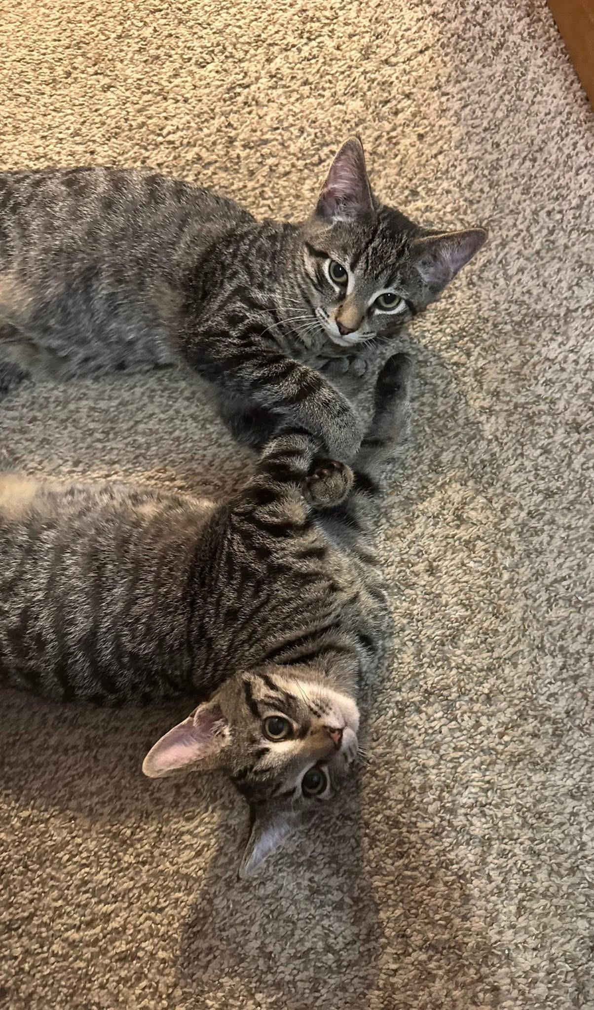 Enlarge Patricia and Samuel, a Adopted Domestic Short Hair in West newton, PA image 1/2