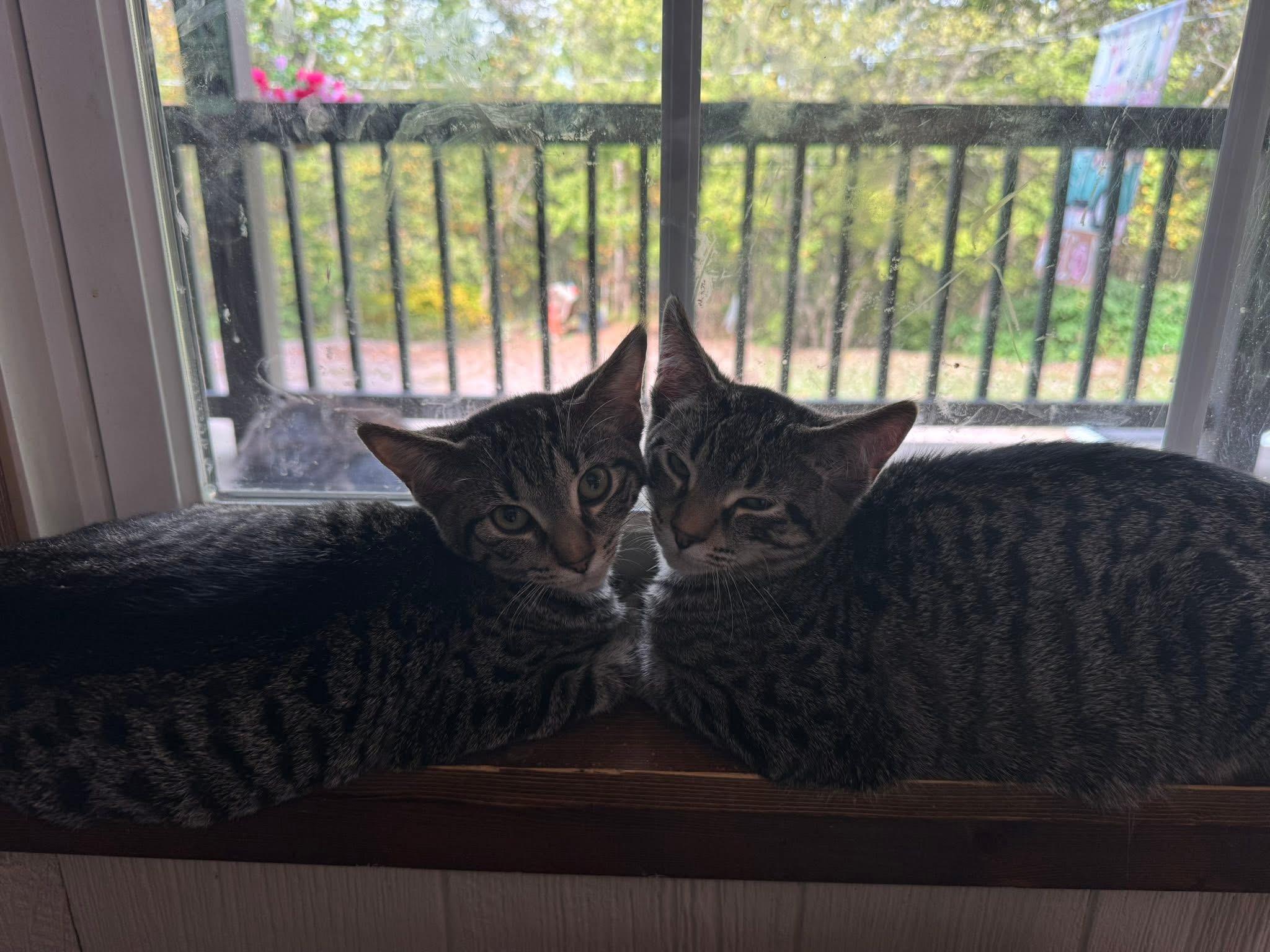 Enlarge Patricia and Samuel, a Adopted Domestic Short Hair in West newton, PA image 2/2