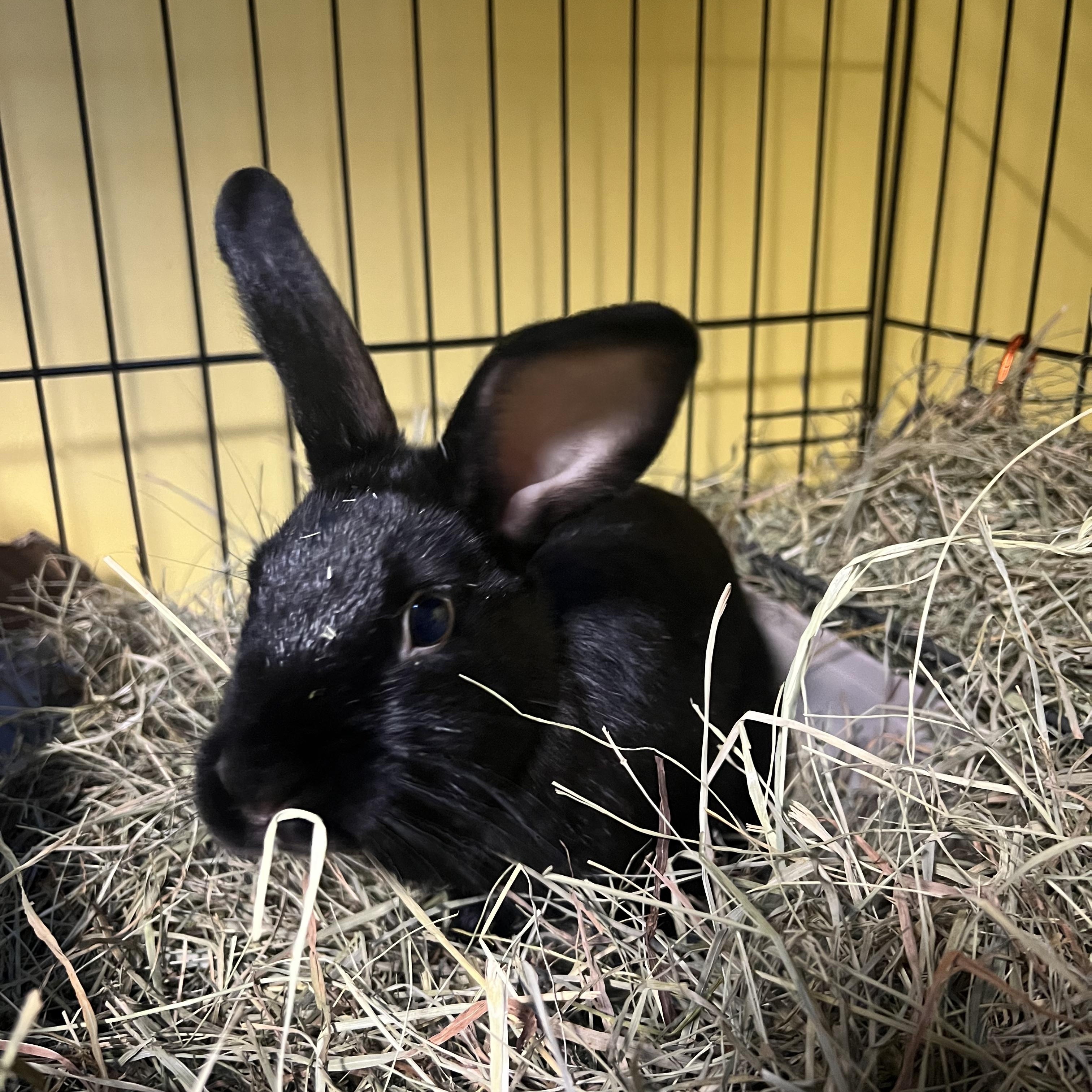 Poky, a ADOPTABLE mixed breed in Ferndale, WA image 1/2