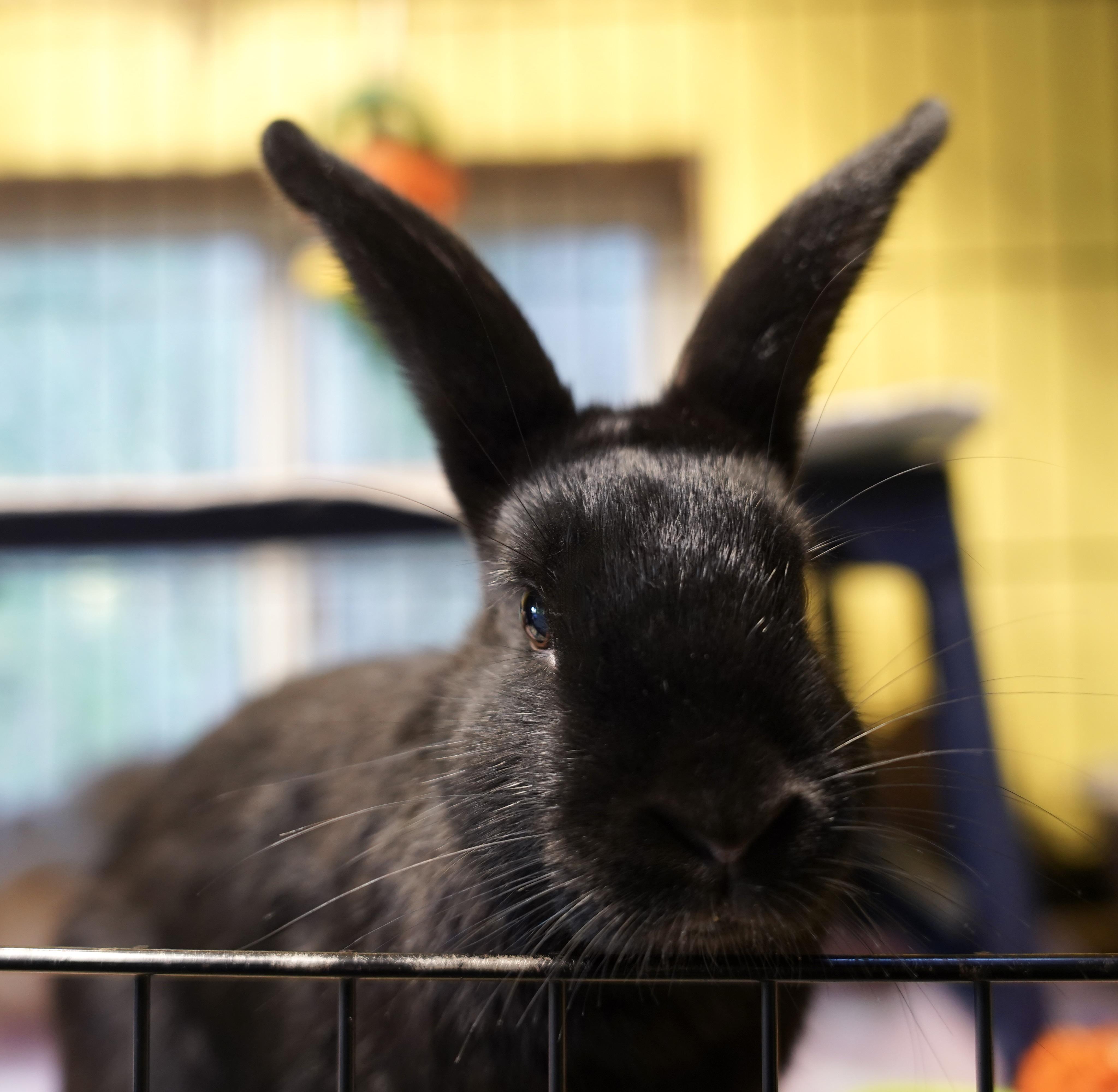Poky, ADOPTABLE, Young Male Bunny Rabbit.