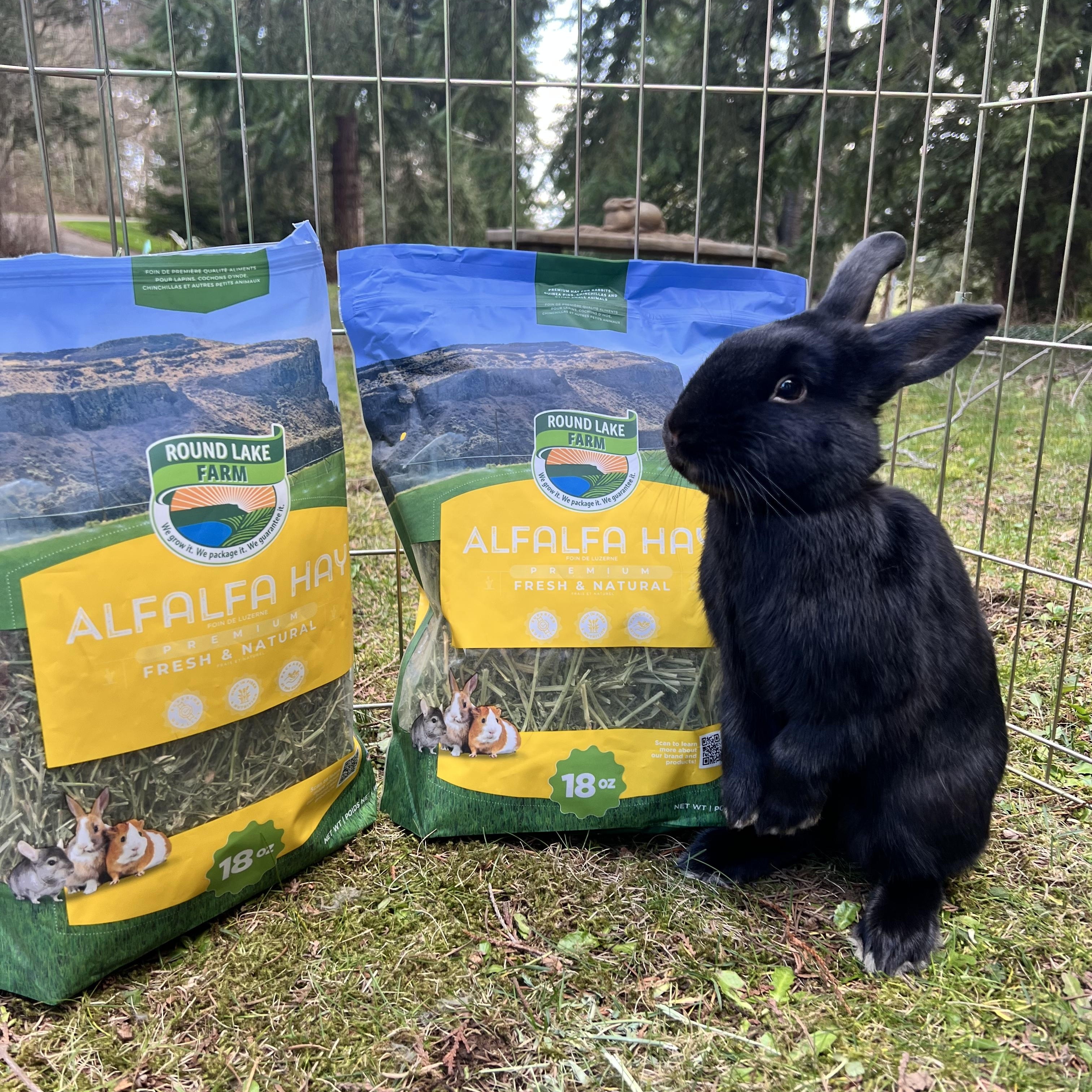 Enlarge Poky, an adopted mixed breed in Ferndale, WA image 2/4