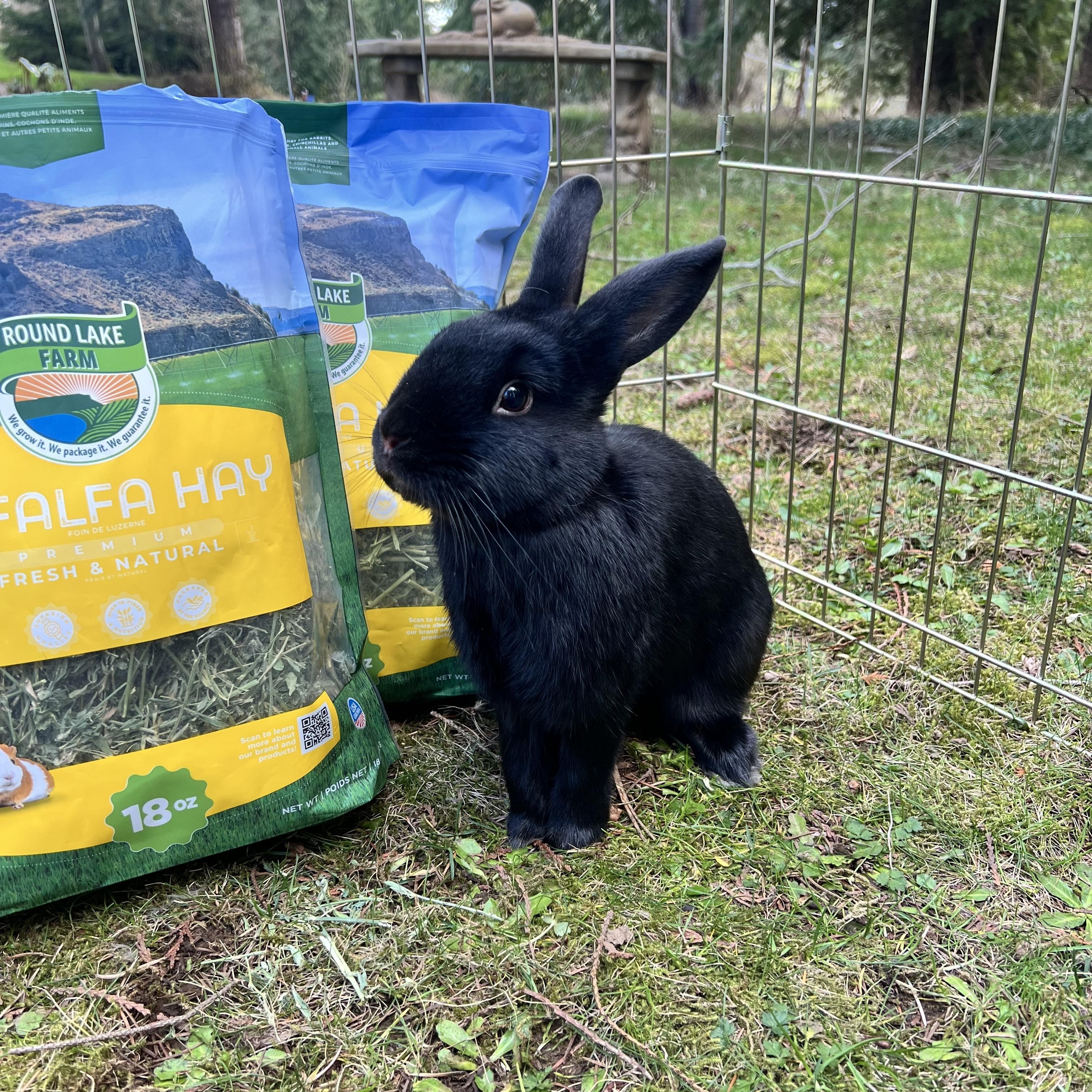 Enlarge Poky, an adopted mixed breed in Ferndale, WA image 4/4