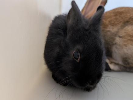 Poky, a ADOPTABLE mixed breed in Ferndale, WA image 2/2