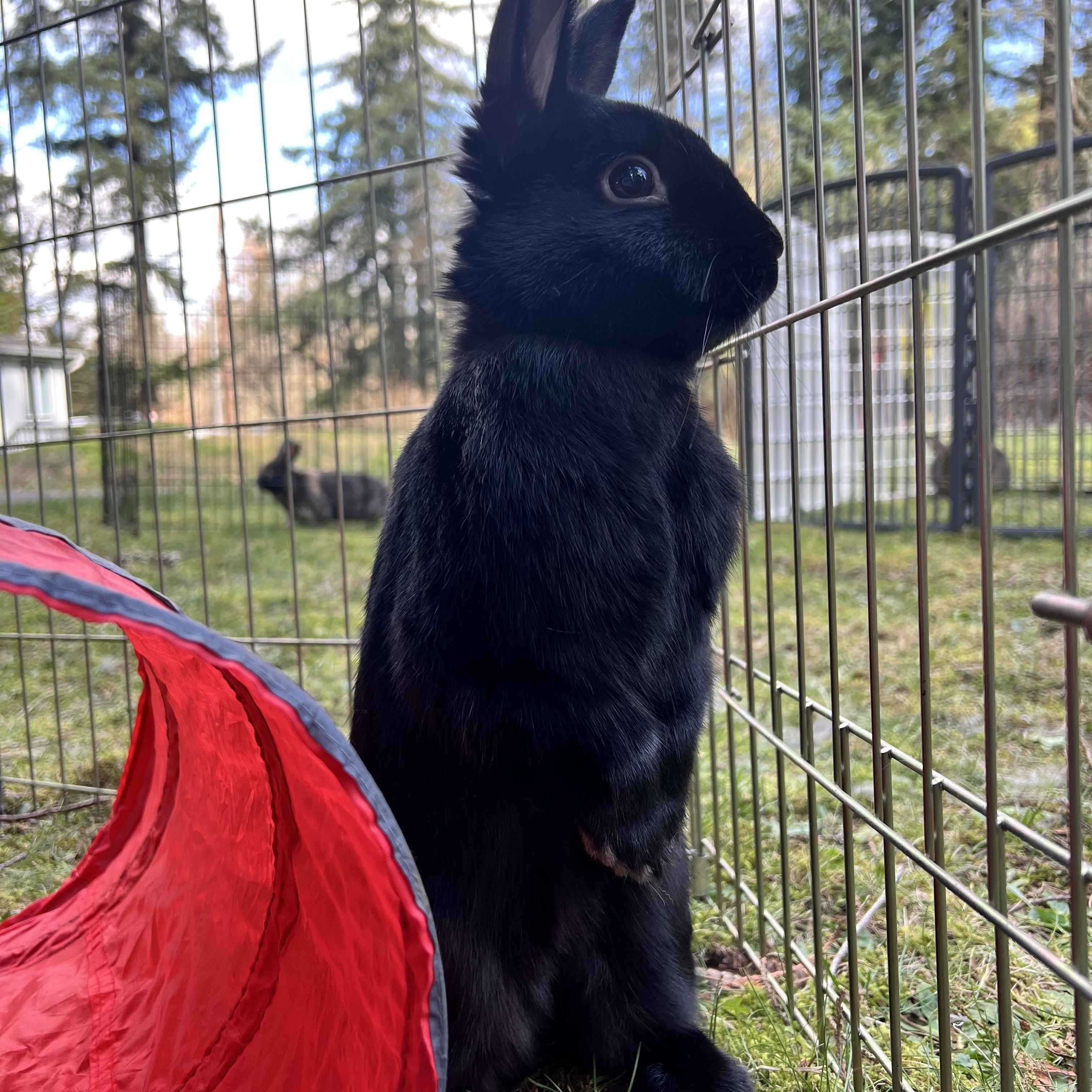 Enlarge Poky, an adopted mixed breed in Ferndale, WA image 3/4