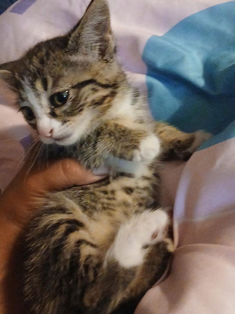 Dinah, Adoptable, Kitten Female Domestic Medium Hair.