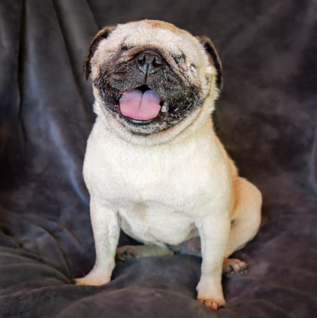 Irresistible Ms Iliana ~ Amazing BLIND Pug !, a Adoptable Pug in Albuquerque, NM image 1/2