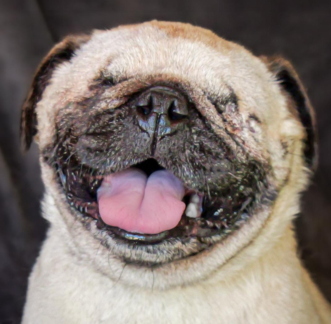 Irresistible Ms Iliana ~ Amazing BLIND Pug !