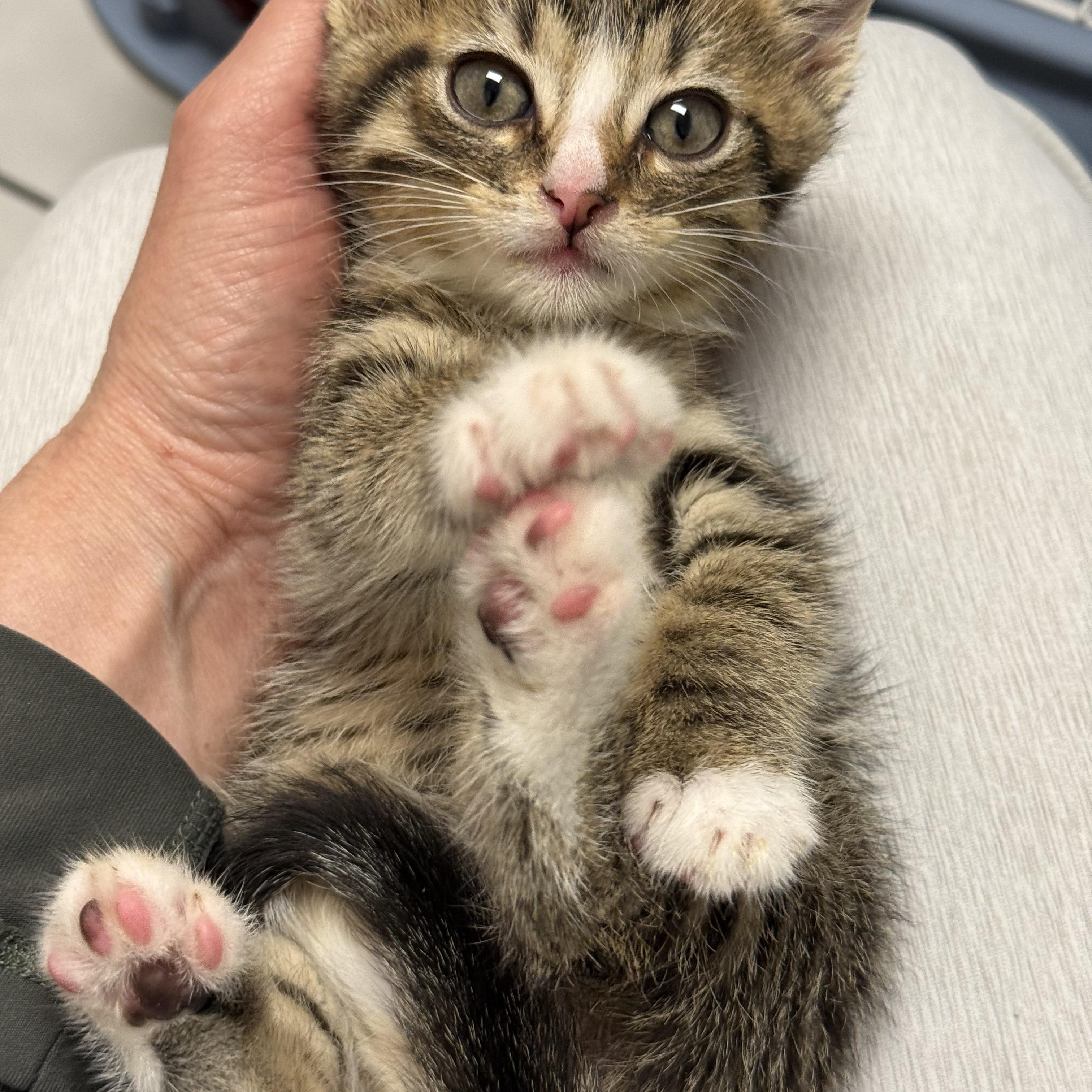 Gulliver, ADOPTABLE, Kitten Male Tabby.