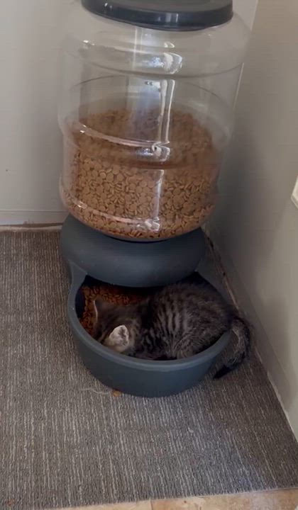 Enlarge Gulliver, a ADOPTABLE Tabby in Pickerington, OH video 3/5