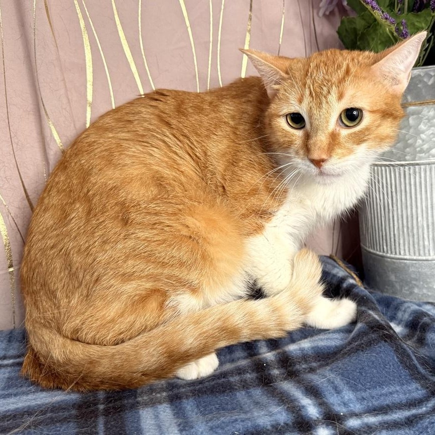 Enlarge Chester, a Adoptable mixed breed in Keene, NH image 2/5