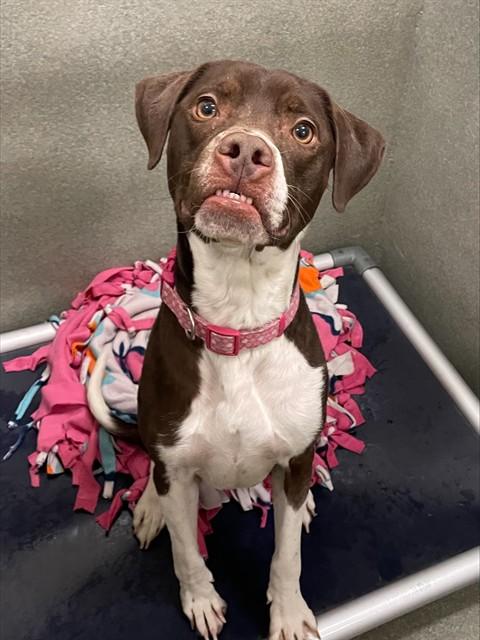HELGA, Adoptable, Young Female German Shorthaired Pointer.