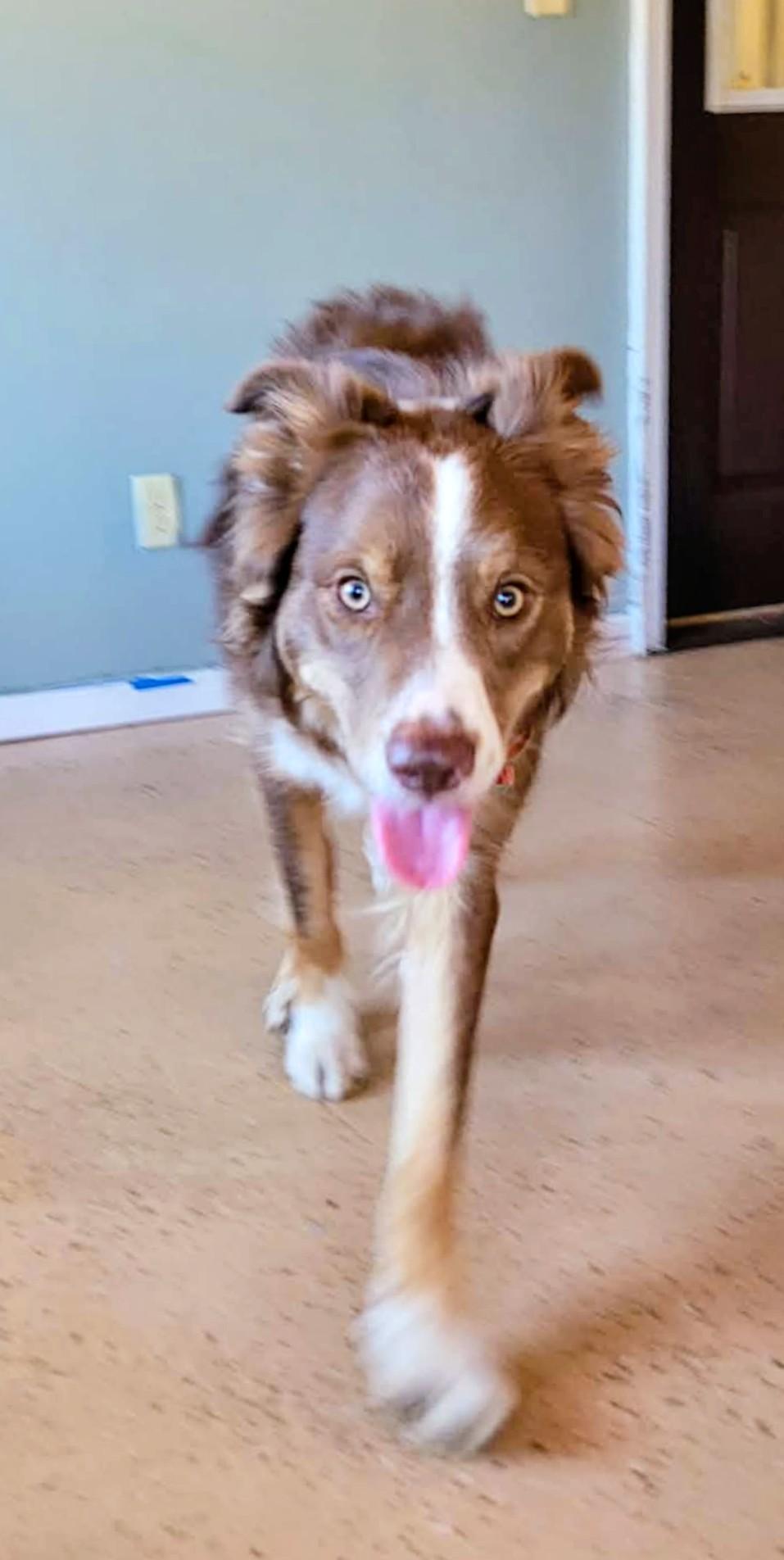 Enlarge Scout, a ADOPTABLE mixed breed in ONeill, NE image 3/3