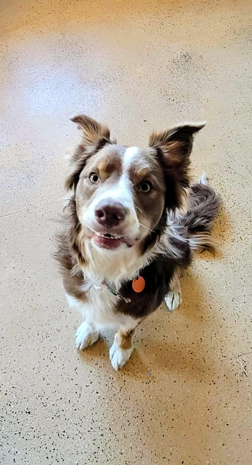 Enlarge Scout, a ADOPTABLE mixed breed in ONeill, NE image 2/3