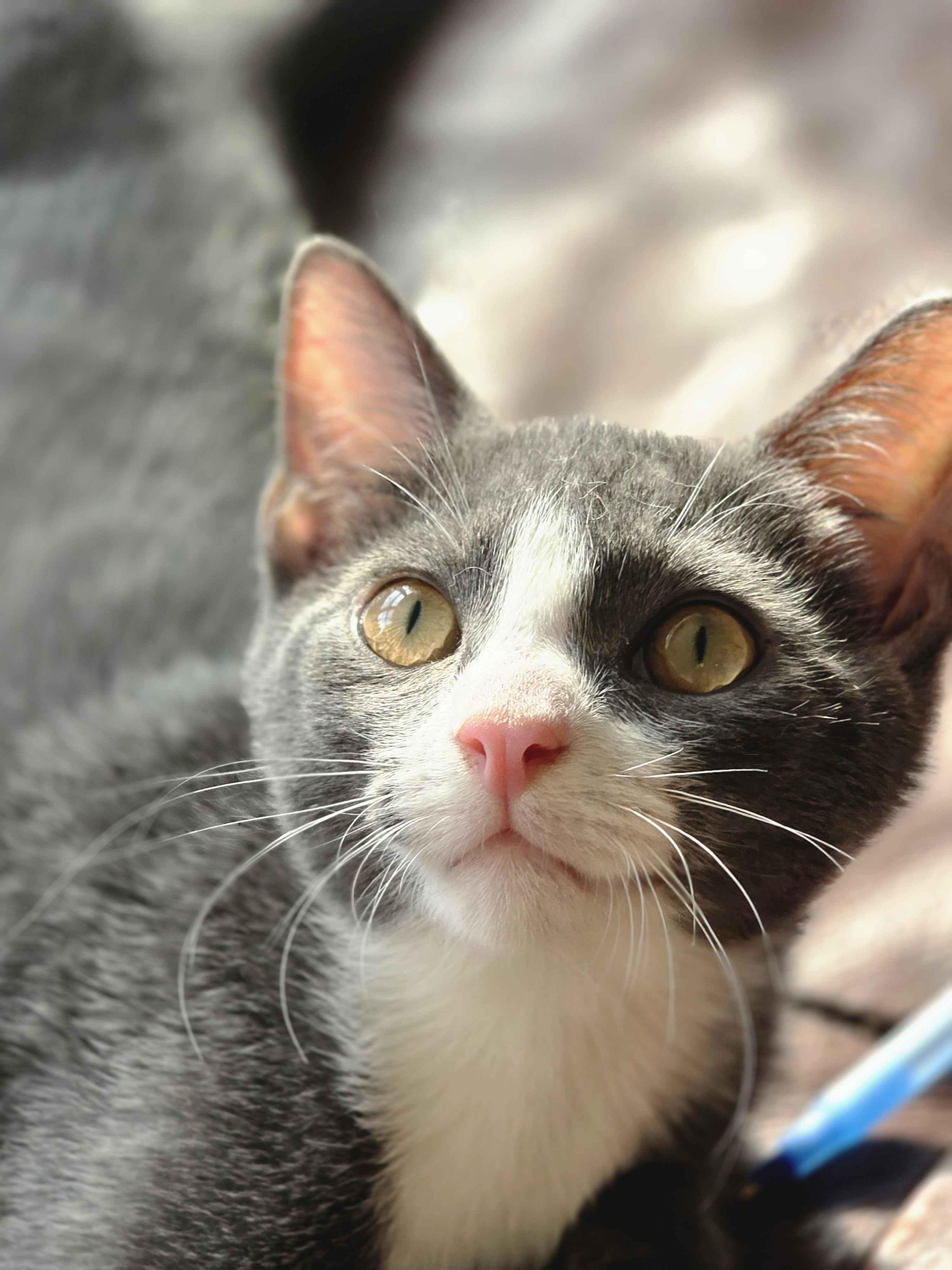 Starlight, Adopted, Young Female Domestic Short Hair.