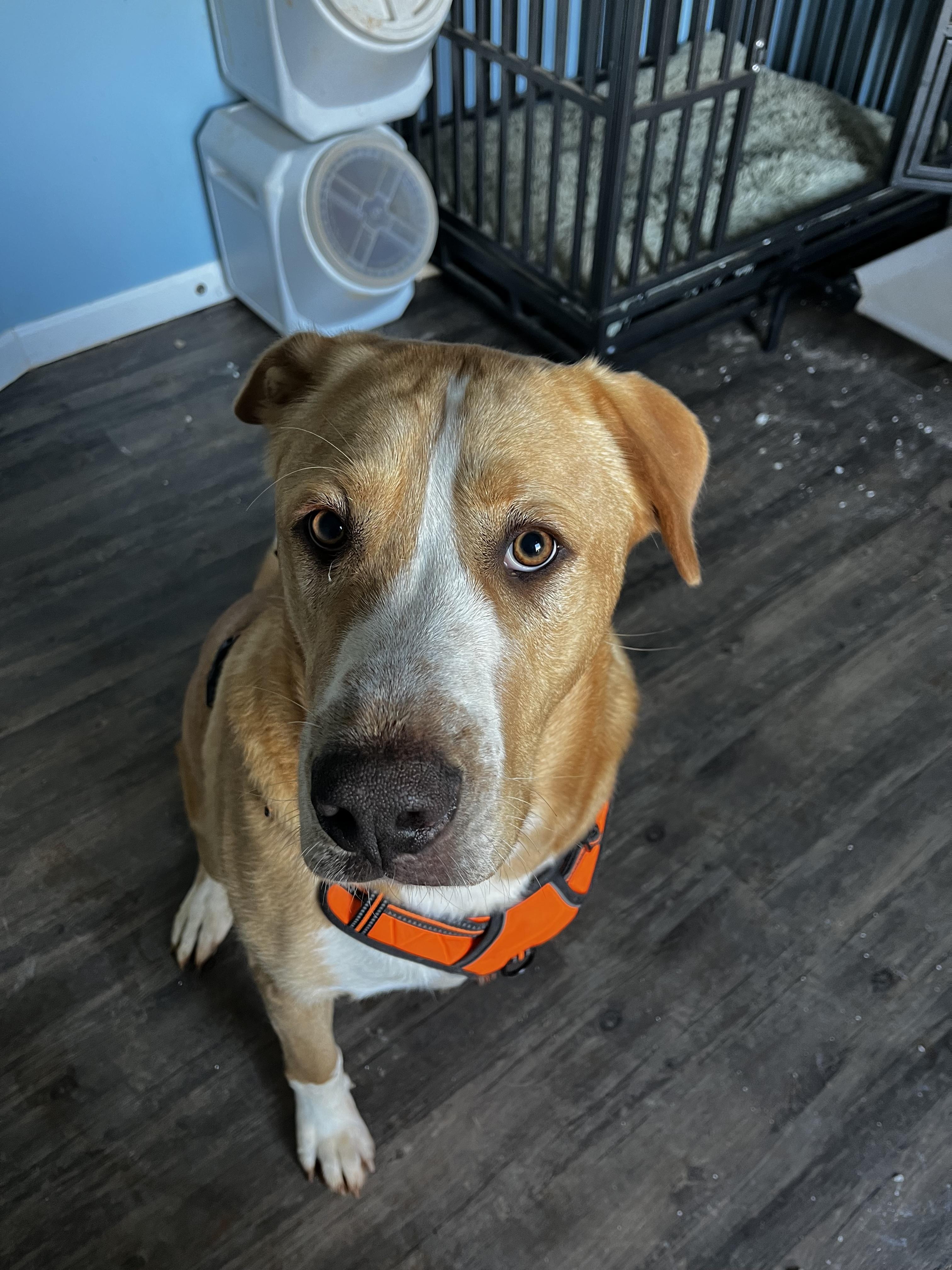 Duke