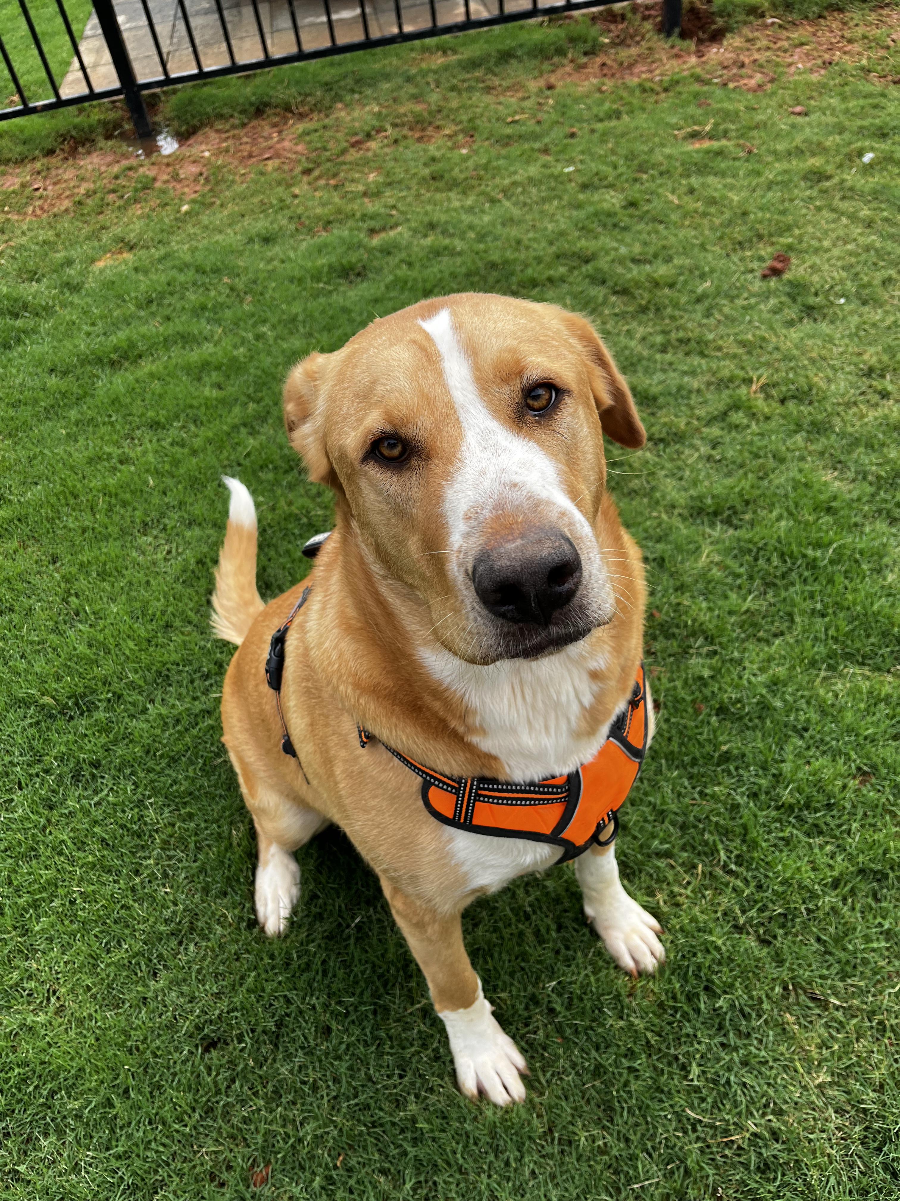 Duke, Young Male Mixed Breed