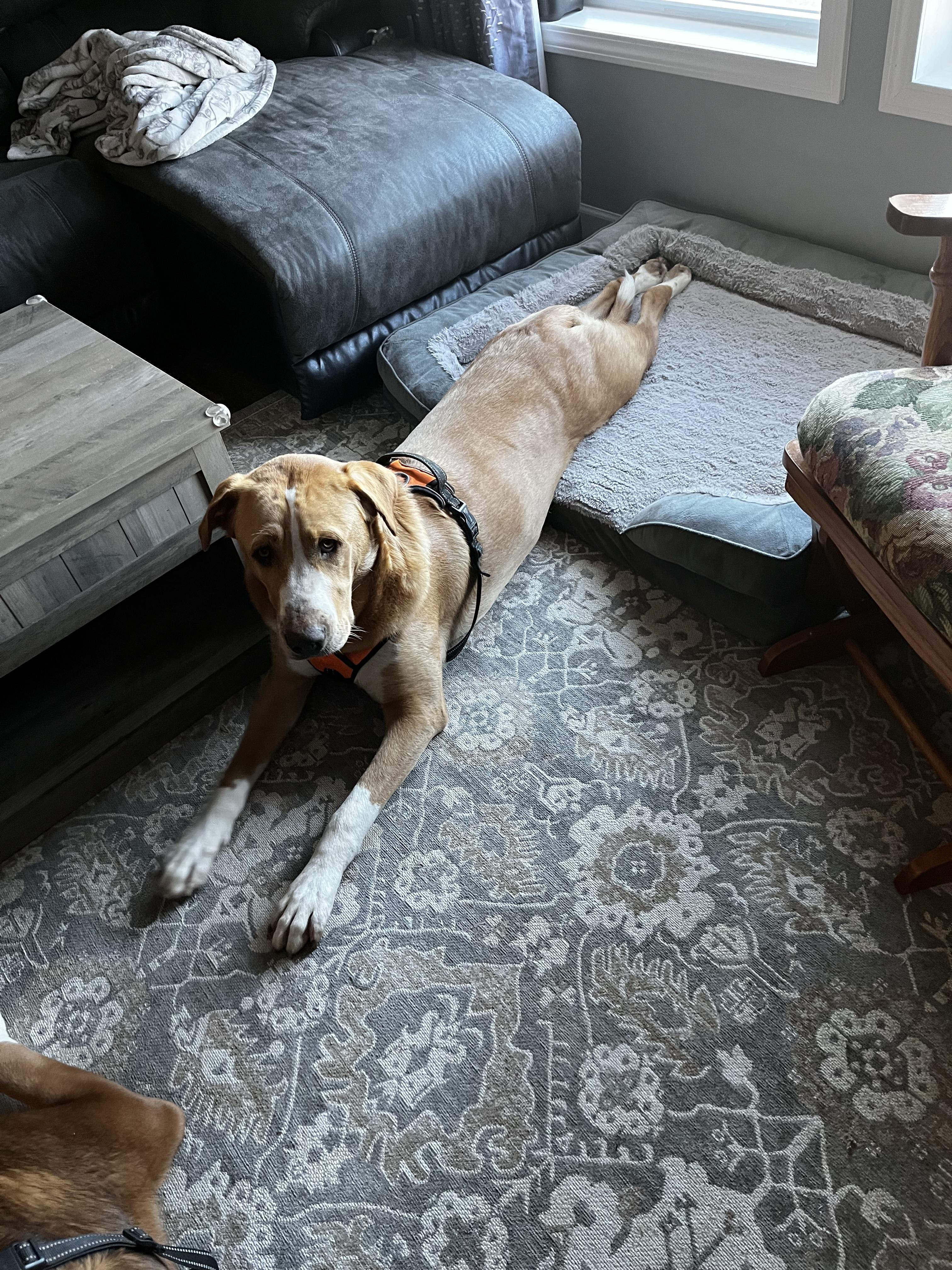 Duke photo 3