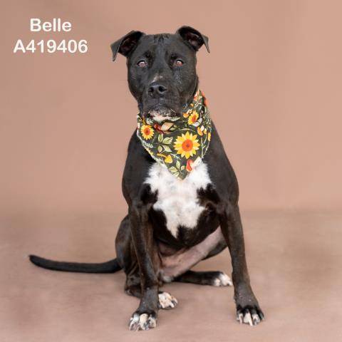 BELLE, Adoptable, Adult Female Pit Bull Terrier & Mixed Breed.