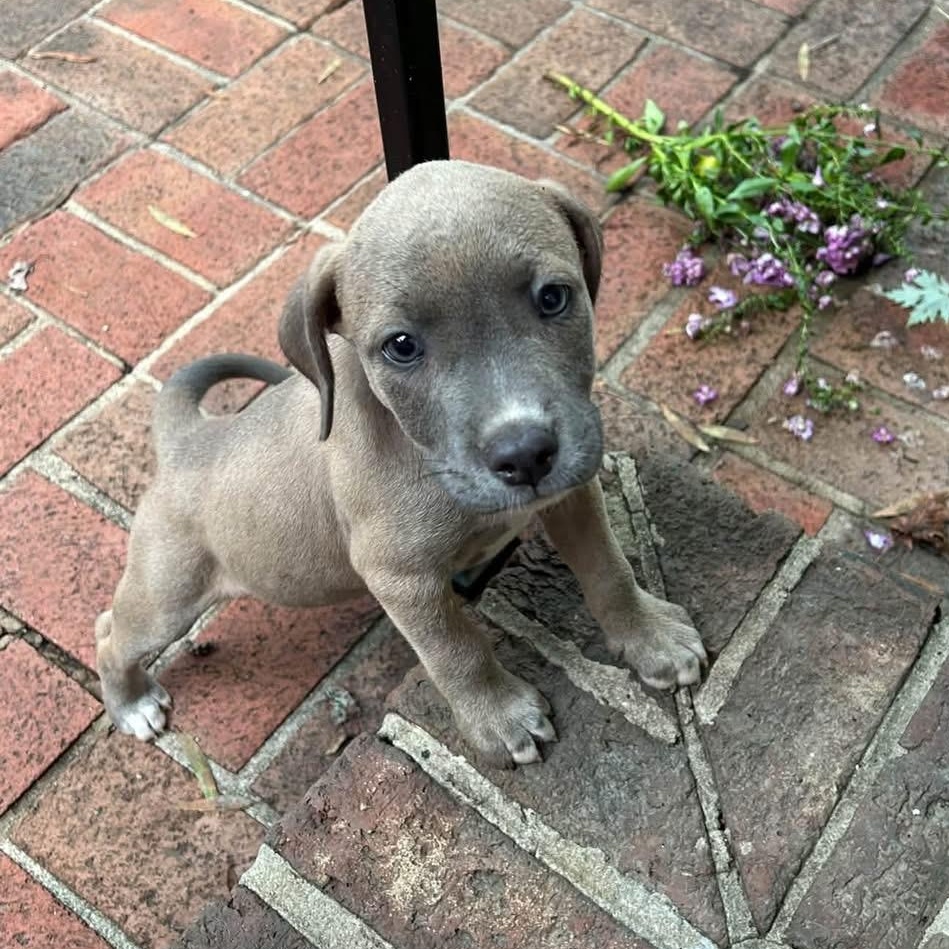 Gracie, Adoptable, Puppy Female Beagle & Labrador Retriever.