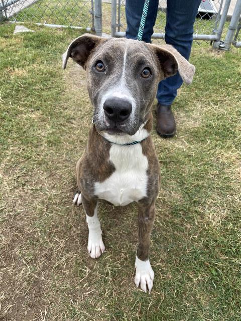 CHURRO, Adoptable, Young Male Pit Bull Terrier.