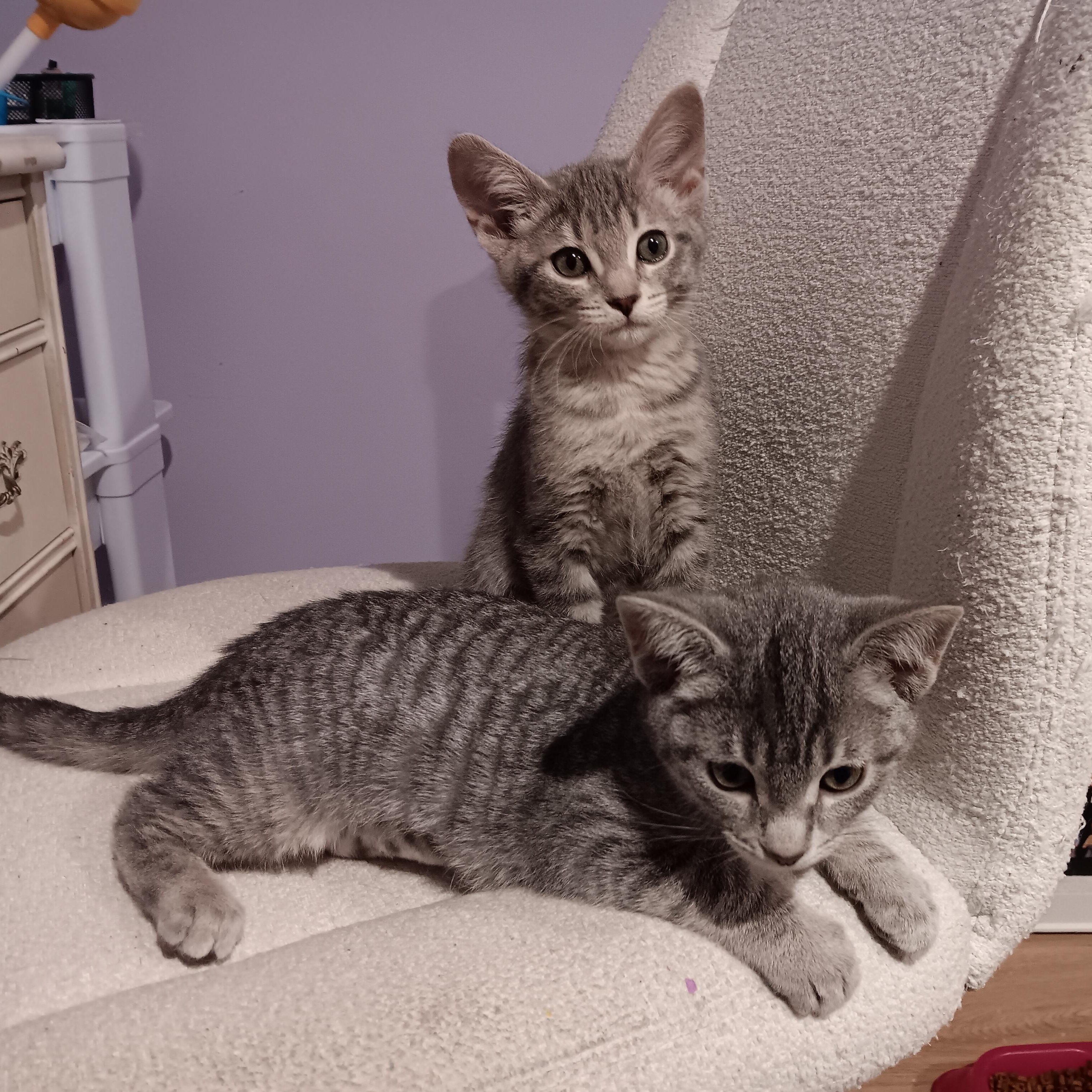 Enlarge Iris & Lily, a Adoptable Domestic Short Hair in Chicago, IL image 1/5