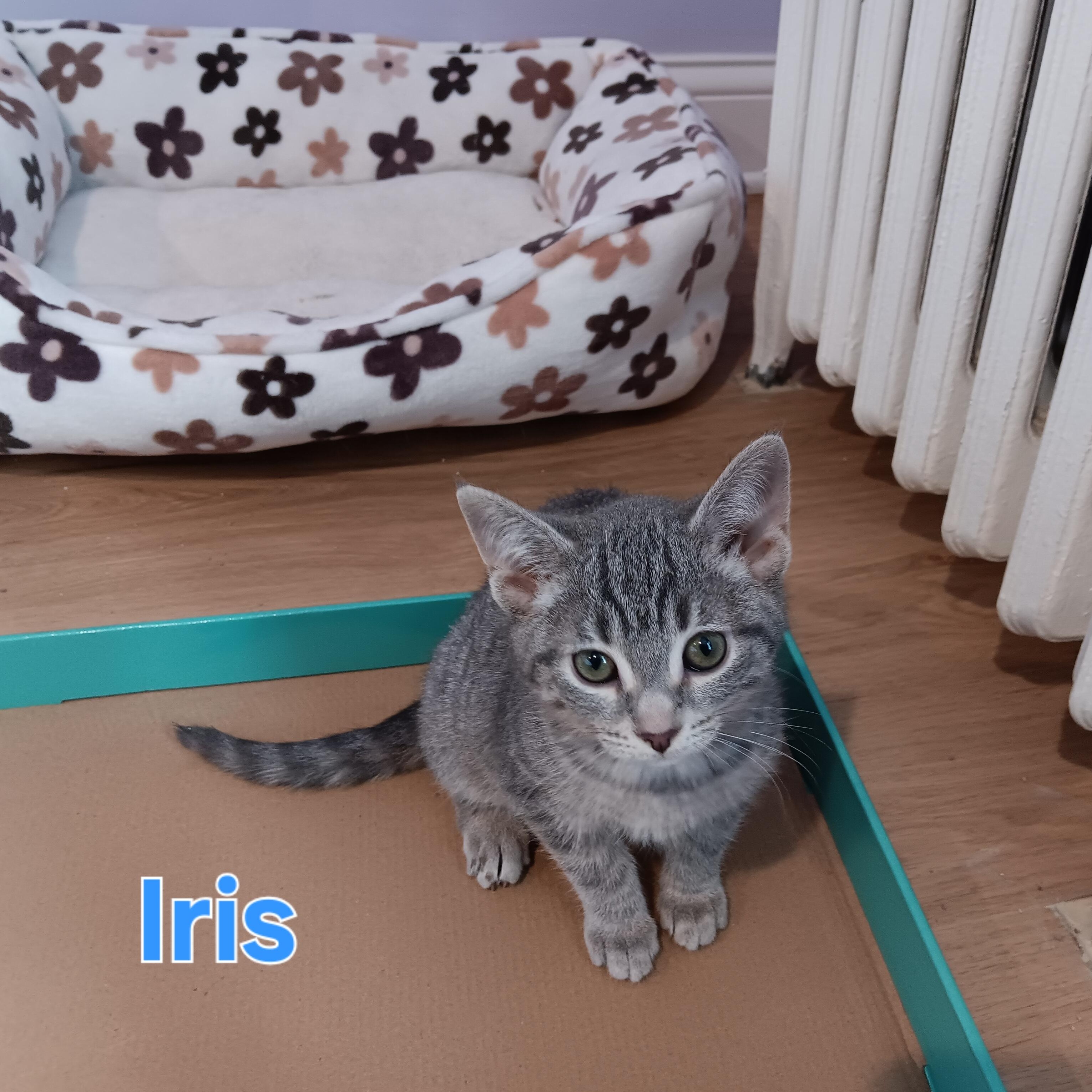 Enlarge Iris & Lily, a Adoptable Domestic Short Hair in Chicago, IL image 3/5