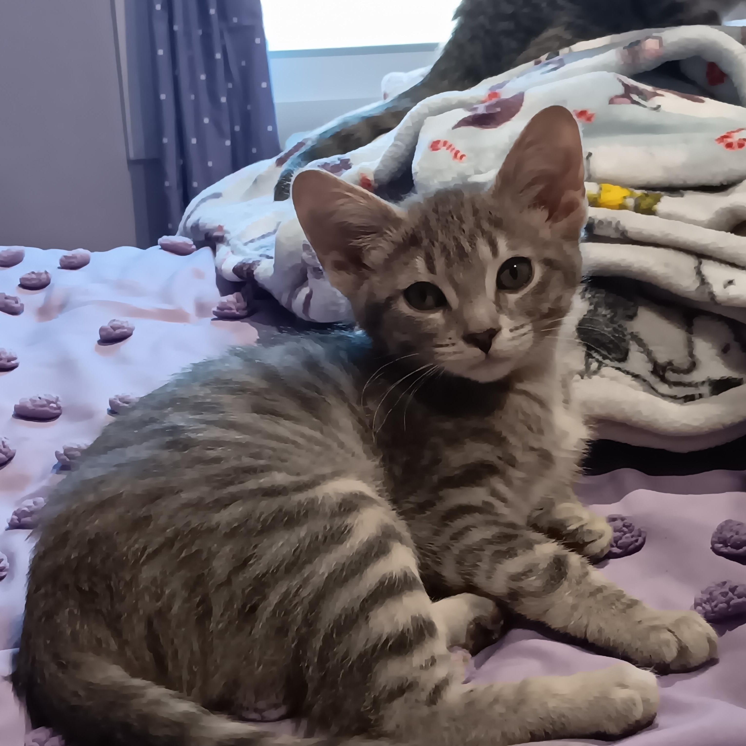 Lily (bonded with Iris), Adoptable, Kitten Female Domestic Short Hair.