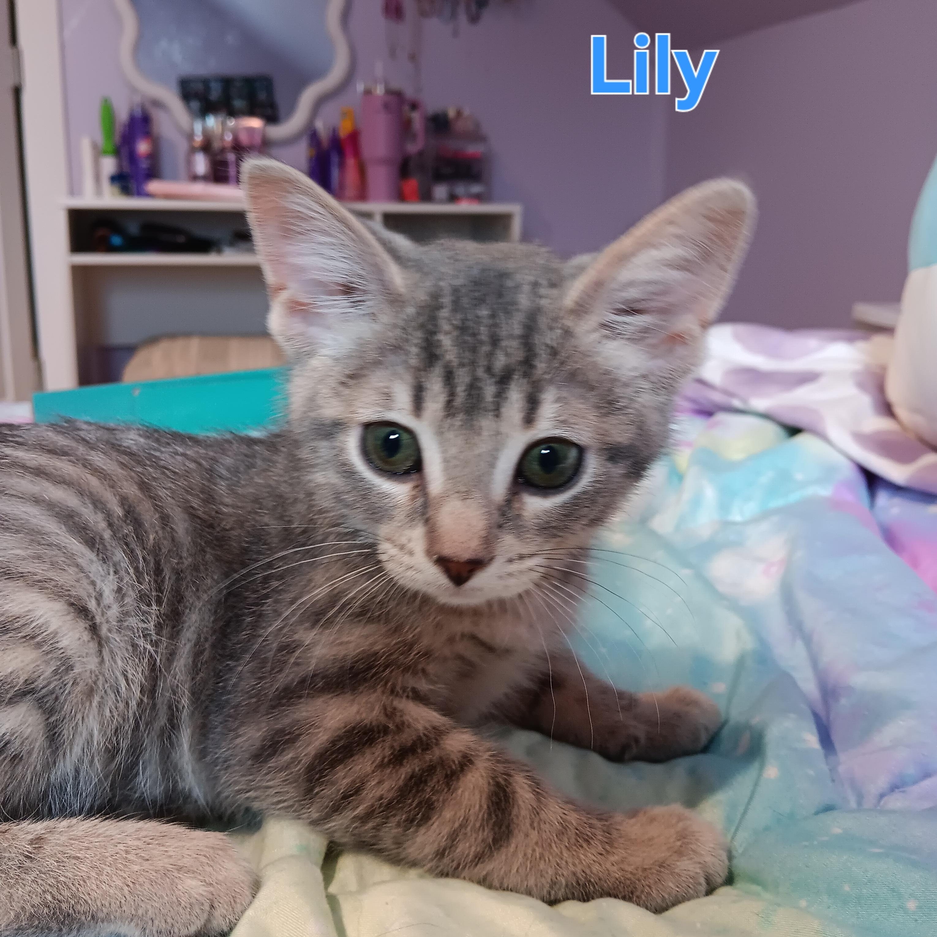 Enlarge Iris & Lily, a Adoptable Domestic Short Hair in Chicago, IL image 4/5