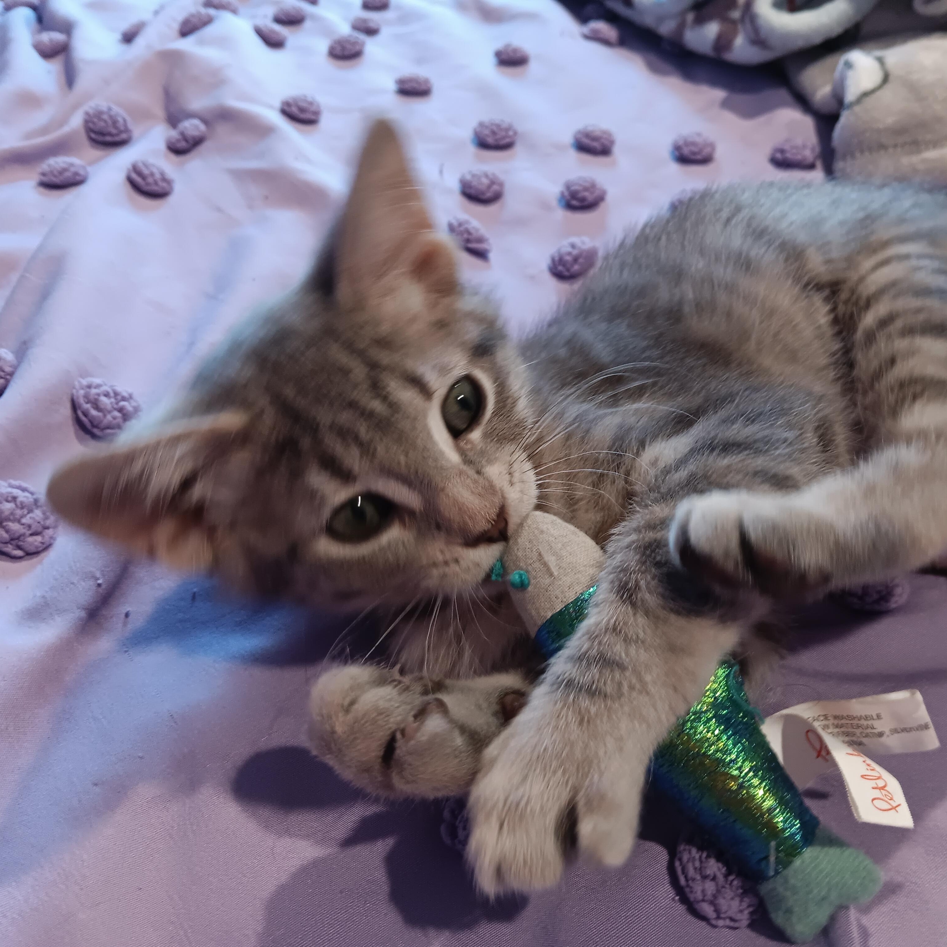 Enlarge Iris & Lily, a Adoptable Domestic Short Hair in Chicago, IL image 5/5