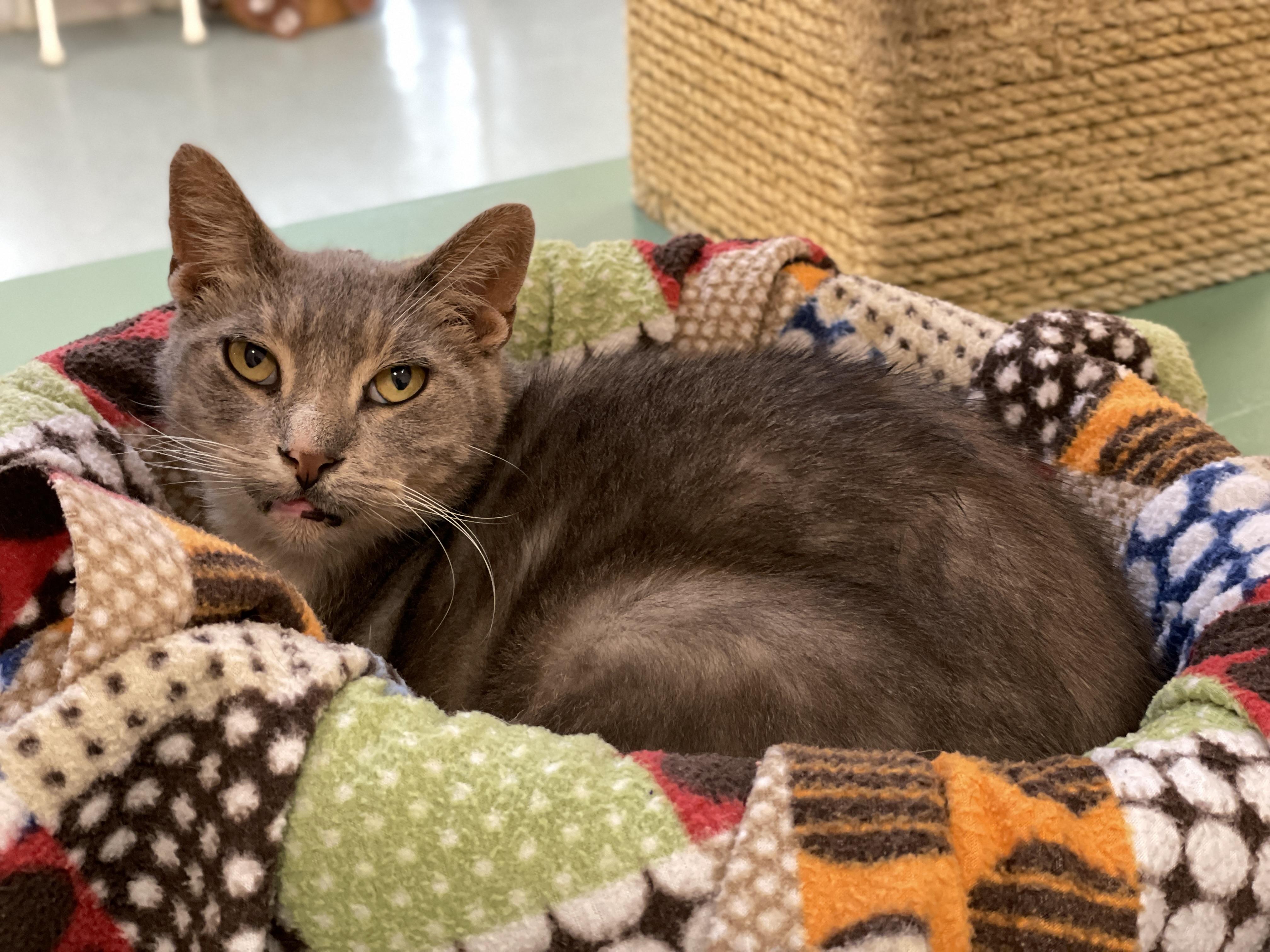 Enlarge Tom, a Adoptable Domestic Short Hair in Charles Town, WV image 1/6