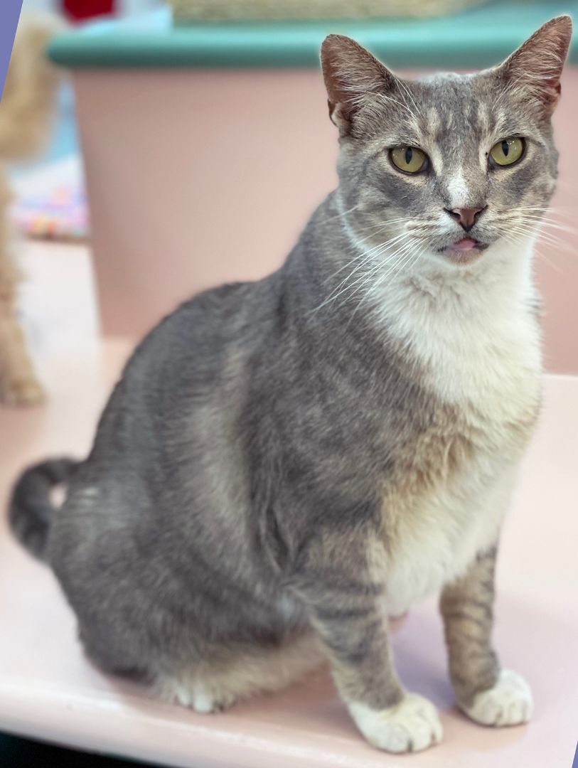 Enlarge Tom, a Adoptable Domestic Short Hair in Charles Town, WV image 4/6