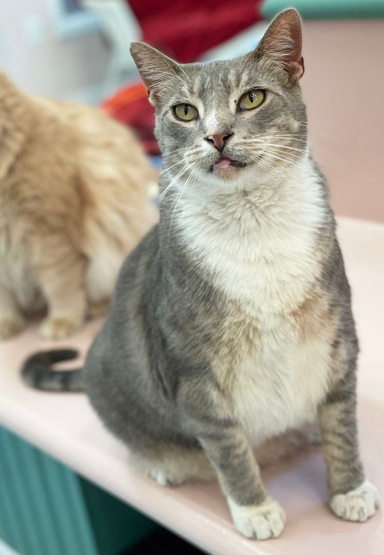 Enlarge Tom, a Adoptable Domestic Short Hair in Charles Town, WV image 5/6