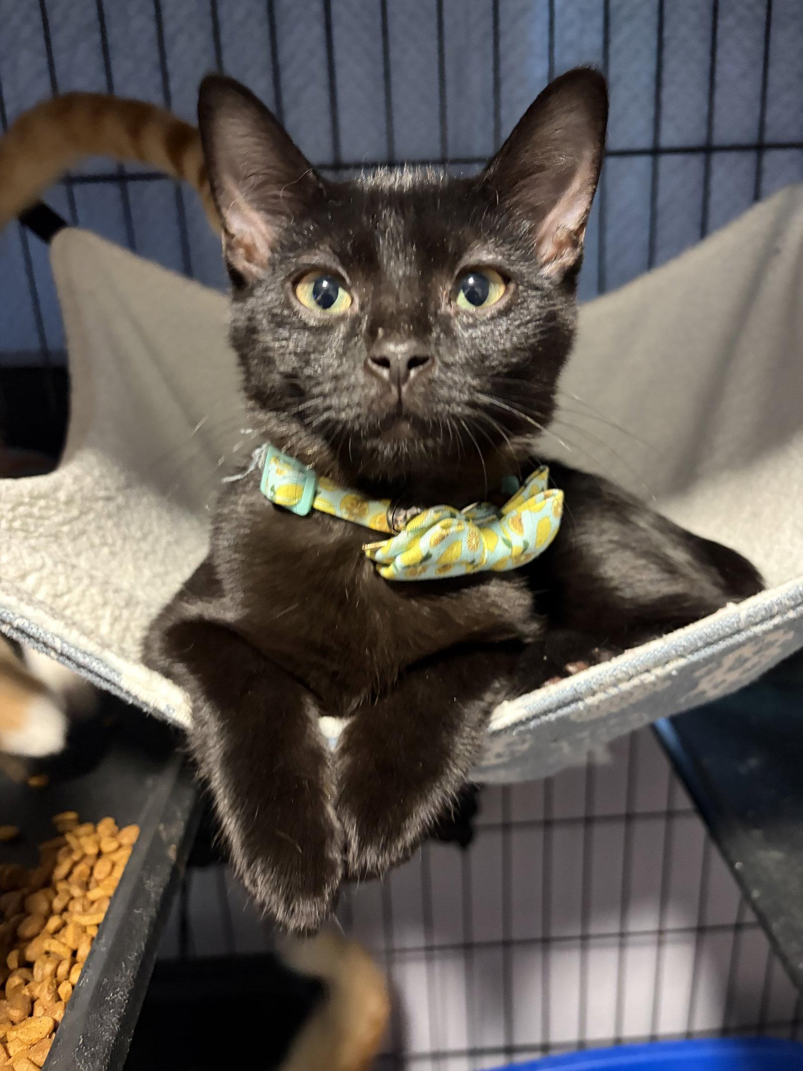 Silas, a Adoptable Domestic Short Hair in Rootstown, OH image 1/3
