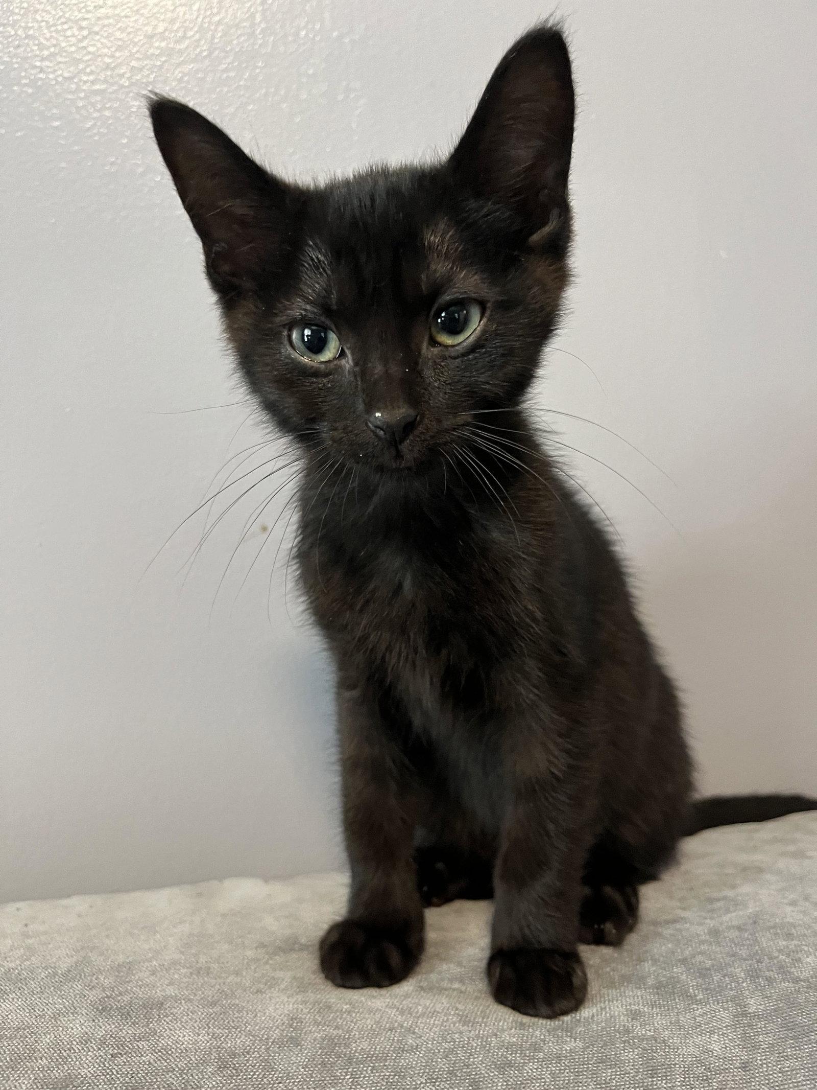 Silas, a Adoptable Domestic Short Hair in Rootstown, OH image 2/3
