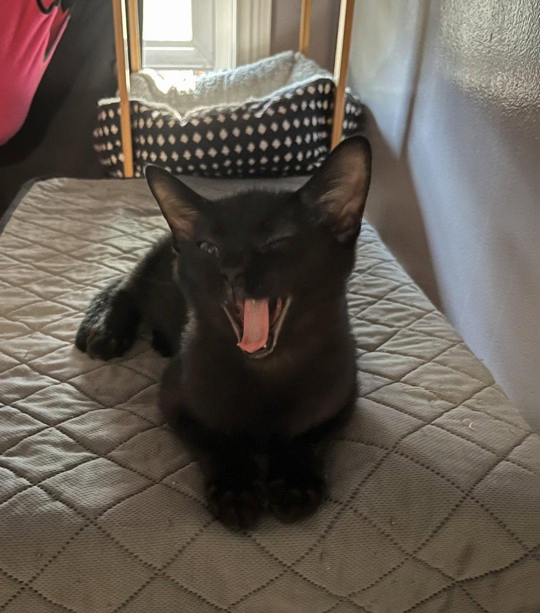 Silas, a Adoptable Domestic Short Hair in Rootstown, OH image 3/3