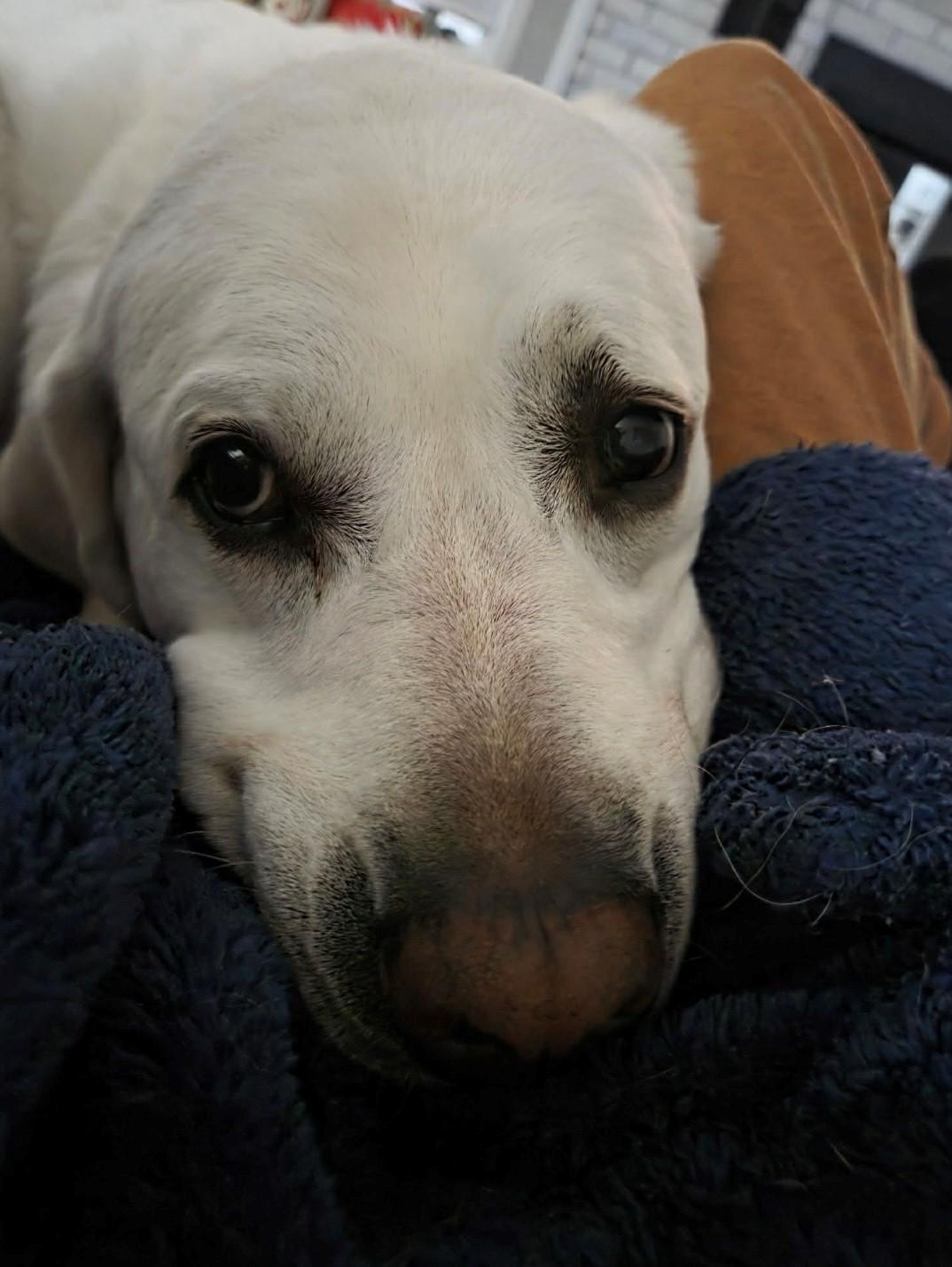 Enlarge Blizzard, an adopted Labrador Retriever in Oregon, OH image 2/3