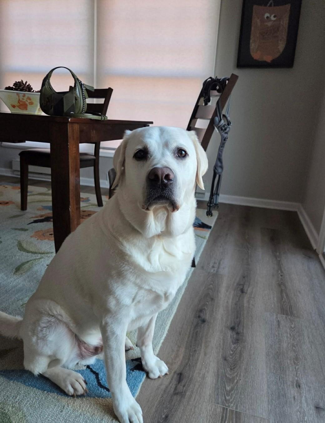Enlarge Blizzard, an adopted Labrador Retriever in Oregon, OH image 1/3