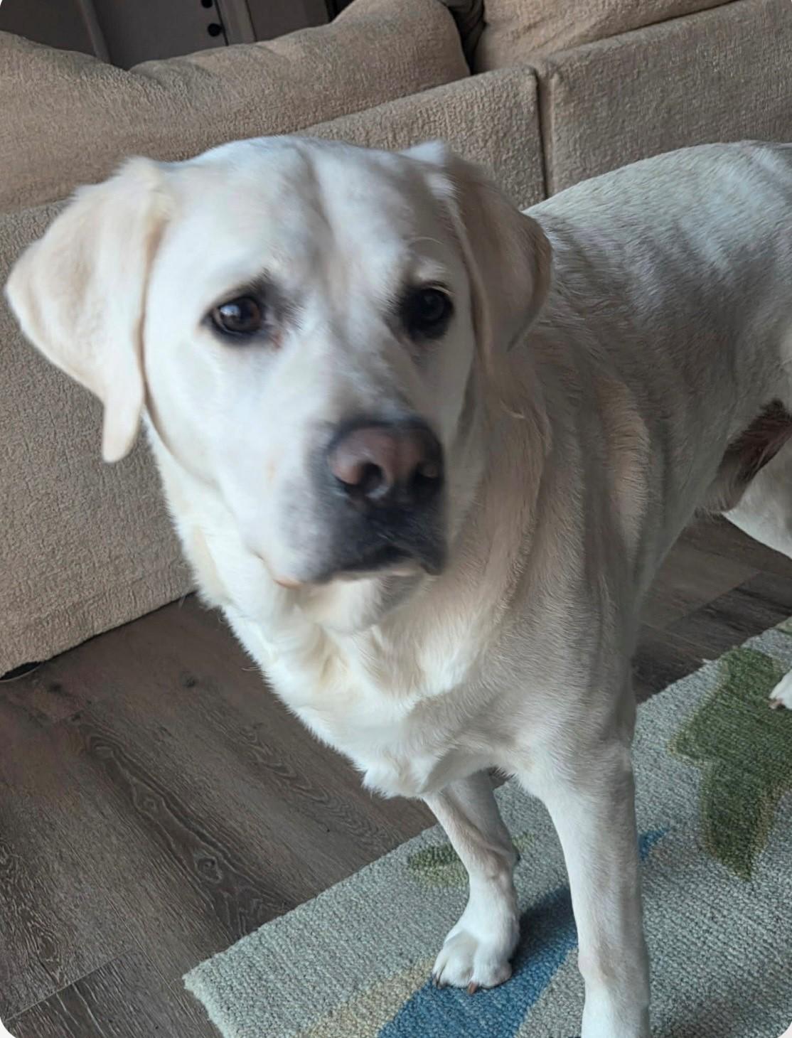 Enlarge Blizzard, an adopted Labrador Retriever in Oregon, OH image 3/3