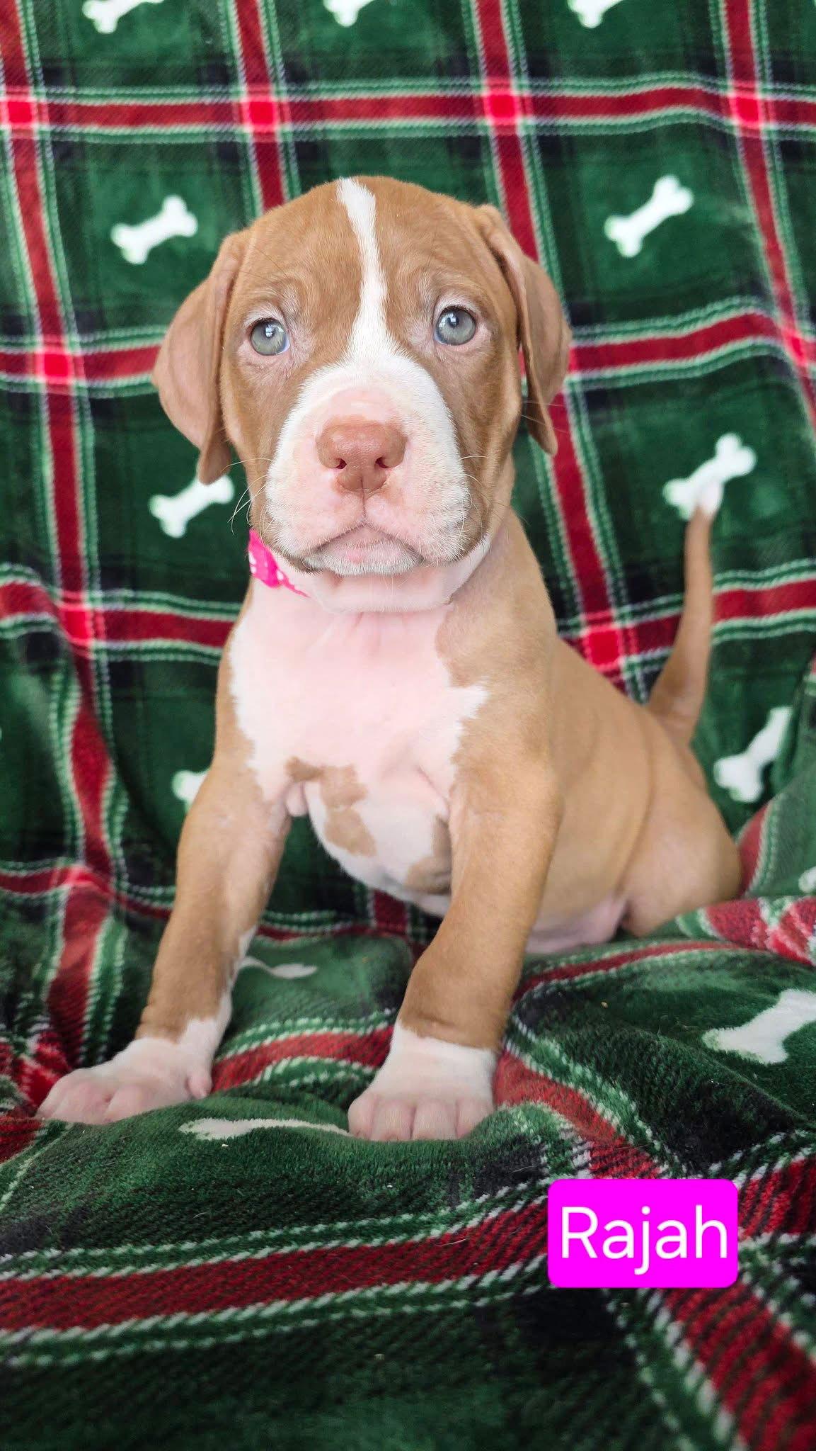 Rajah, Adoptable, Puppy Female Pit Bull Terrier & Hound.