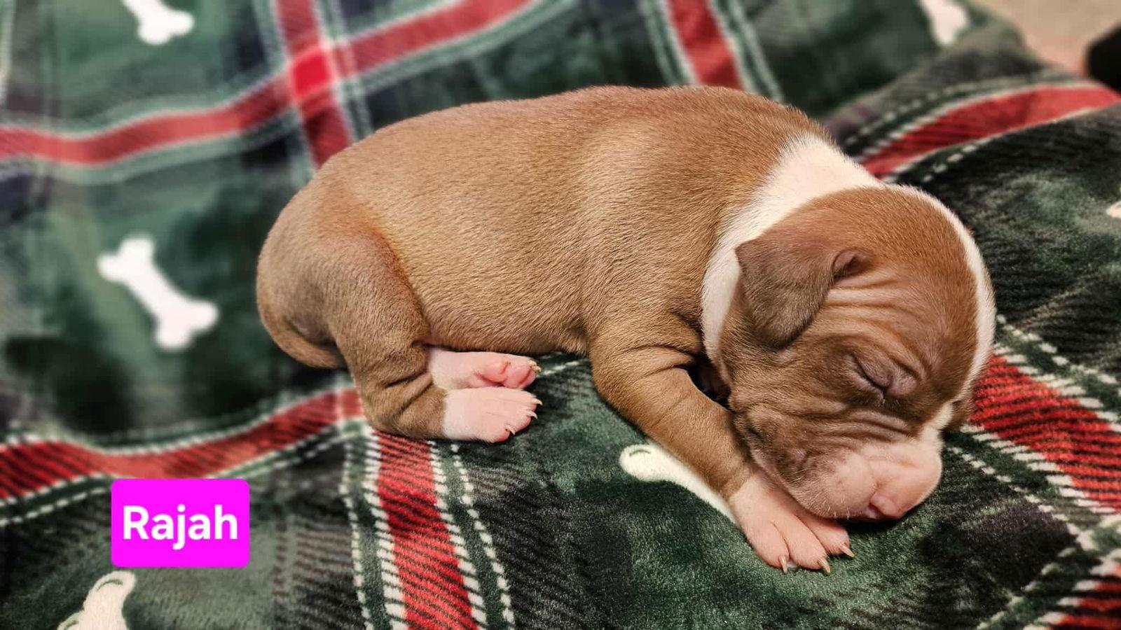 Enlarge Rajah, a Adoptable mixed breed in Duluth, MN image 1/1