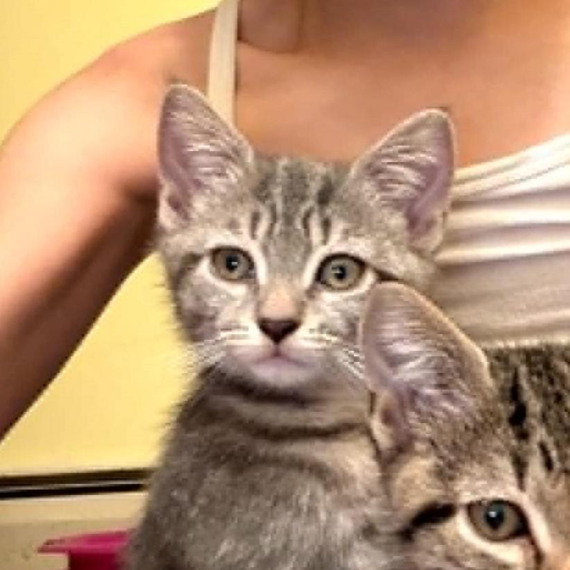 Pudding, adopted, Kitten Female Tabby.